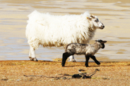 Lamb & Sheep - Isle of Harris - Western Isles